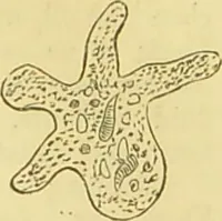 An illustration from The microscope: its history, construction, and application : being a familiar introduction to the use of the instrument and the study of microscopical sciences / by Jabez Hogg. (1869)