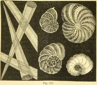 An illustration from The microscope: its history, construction, and application : being a familiar introduction to the use of the instrument and the study of microscopical sciences / by Jabez Hogg. (1869)