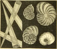 An illustration from The microscope: its history, construction, and application : being a familiar introduction to the use of the instrument and the study of microscopical sciences / by Jabez Hogg. (1869)