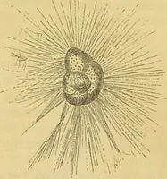 An illustration from The microscope: its history, construction, and application : being a familiar introduction to the use of the instrument and the study of microscopical sciences / by Jabez Hogg. (1869)