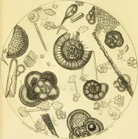 An illustration from The microscope: its history, construction, and application : being a familiar introduction to the use of the instrument and the study of microscopical sciences / by Jabez Hogg. (1869)