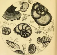An illustration from The microscope: its history, construction, and application : being a familiar introduction to the use of the instrument and the study of microscopical sciences / by Jabez Hogg. (1869)