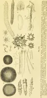 An illustration from The microscope: its history, construction, and application : being a familiar introduction to the use of the instrument and the study of microscopical sciences / by Jabez Hogg. (1869)