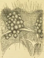 An illustration from The microscope: its history, construction, and application : being a familiar introduction to the use of the instrument and the study of microscopical sciences / by Jabez Hogg. (1869)