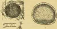 An illustration from The microscope: its history, construction, and application : being a familiar introduction to the use of the instrument and the study of microscopical sciences / by Jabez Hogg. (1869)