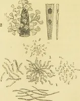 An illustration from The microscope: its history, construction, and application : being a familiar introduction to the use of the instrument and the study of microscopical sciences / by Jabez Hogg. (1869)