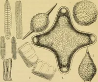 An illustration from The microscope: its history, construction, and application : being a familiar introduction to the use of the instrument and the study of microscopical sciences / by Jabez Hogg. (1869)