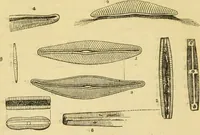 An illustration from The microscope: its history, construction, and application : being a familiar introduction to the use of the instrument and the study of microscopical sciences / by Jabez Hogg. (1869)