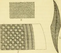 An illustration from The microscope: its history, construction, and application : being a familiar introduction to the use of the instrument and the study of microscopical sciences / by Jabez Hogg. (1869)