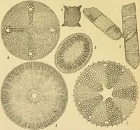 An illustration from The microscope: its history, construction, and application : being a familiar introduction to the use of the instrument and the study of microscopical sciences / by Jabez Hogg. (1869)