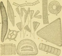 An illustration from The microscope: its history, construction, and application : being a familiar introduction to the use of the instrument and the study of microscopical sciences / by Jabez Hogg. (1869)