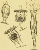 An illustration from The microscope: its history, construction, and application : being a familiar introduction to the use of the instrument and the study of microscopical sciences / by Jabez Hogg. (1869)