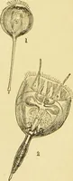 An illustration from The microscope: its history, construction, and application : being a familiar introduction to the use of the instrument and the study of microscopical sciences / by Jabez Hogg. (1869)
