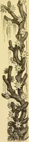 An illustration from The microscope: its history, construction, and application : being a familiar introduction to the use of the instrument and the study of microscopical sciences / by Jabez Hogg. (1869)