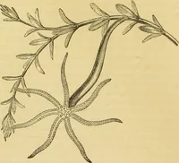 An illustration from The microscope: its history, construction, and application : being a familiar introduction to the use of the instrument and the study of microscopical sciences / by Jabez Hogg. (1869)