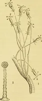 An illustration from The microscope: its history, construction, and application : being a familiar introduction to the use of the instrument and the study of microscopical sciences / by Jabez Hogg. (1869)