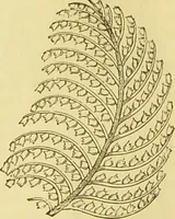 An illustration from The microscope: its history, construction, and application : being a familiar introduction to the use of the instrument and the study of microscopical sciences / by Jabez Hogg. (1869)