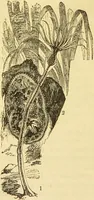 An illustration from The microscope: its history, construction, and application : being a familiar introduction to the use of the instrument and the study of microscopical sciences / by Jabez Hogg. (1869)