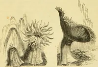 An illustration from The microscope: its history, construction, and application : being a familiar introduction to the use of the instrument and the study of microscopical sciences / by Jabez Hogg. (1869)