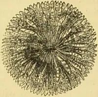 An illustration from The microscope: its history, construction, and application : being a familiar introduction to the use of the instrument and the study of microscopical sciences / by Jabez Hogg. (1869)