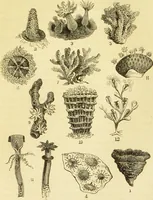An illustration from The microscope: its history, construction, and application : being a familiar introduction to the use of the instrument and the study of microscopical sciences / by Jabez Hogg. (1869)