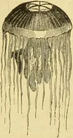 An illustration from The microscope: its history, construction, and application : being a familiar introduction to the use of the instrument and the study of microscopical sciences / by Jabez Hogg. (1869)