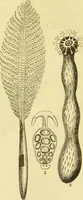 An illustration from The microscope: its history, construction, and application : being a familiar introduction to the use of the instrument and the study of microscopical sciences / by Jabez Hogg. (1869)