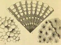 An illustration from The microscope: its history, construction, and application : being a familiar introduction to the use of the instrument and the study of microscopical sciences / by Jabez Hogg. (1869)