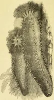 An illustration from The microscope: its history, construction, and application : being a familiar introduction to the use of the instrument and the study of microscopical sciences / by Jabez Hogg. (1869)