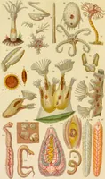 An illustration from The microscope: its history, construction, and application : being a familiar introduction to the use of the instrument and the study of microscopical sciences / by Jabez Hogg. (1869)