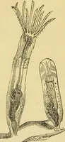 An illustration from The microscope: its history, construction, and application : being a familiar introduction to the use of the instrument and the study of microscopical sciences / by Jabez Hogg. (1869)