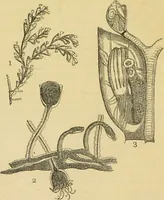 An illustration from The microscope: its history, construction, and application : being a familiar introduction to the use of the instrument and the study of microscopical sciences / by Jabez Hogg. (1869)