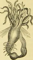 An illustration from The microscope: its history, construction, and application : being a familiar introduction to the use of the instrument and the study of microscopical sciences / by Jabez Hogg. (1869)