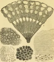 An illustration from The microscope: its history, construction, and application : being a familiar introduction to the use of the instrument and the study of microscopical sciences / by Jabez Hogg. (1869)