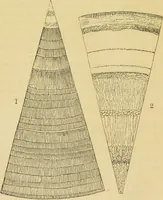 An illustration from The microscope: its history, construction, and application : being a familiar introduction to the use of the instrument and the study of microscopical sciences / by Jabez Hogg. (1869)