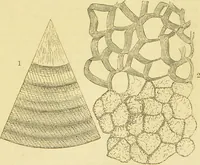 An illustration from The microscope: its history, construction, and application : being a familiar introduction to the use of the instrument and the study of microscopical sciences / by Jabez Hogg. (1869)