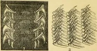 An illustration from The microscope: its history, construction, and application : being a familiar introduction to the use of the instrument and the study of microscopical sciences / by Jabez Hogg. (1869)