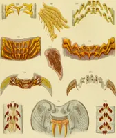 An illustration from The microscope: its history, construction, and application : being a familiar introduction to the use of the instrument and the study of microscopical sciences / by Jabez Hogg. (1869)