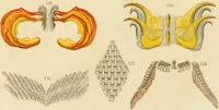 An illustration from The microscope: its history, construction, and application : being a familiar introduction to the use of the instrument and the study of microscopical sciences / by Jabez Hogg. (1869)