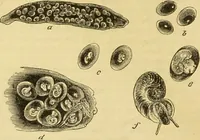 An illustration from The microscope: its history, construction, and application : being a familiar introduction to the use of the instrument and the study of microscopical sciences / by Jabez Hogg. (1869)
