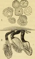 An illustration from The microscope: its history, construction, and application : being a familiar introduction to the use of the instrument and the study of microscopical sciences / by Jabez Hogg. (1869)