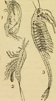 An illustration from The microscope: its history, construction, and application : being a familiar introduction to the use of the instrument and the study of microscopical sciences / by Jabez Hogg. (1869)