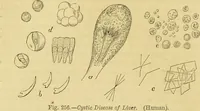 An illustration from The microscope: its history, construction, and application : being a familiar introduction to the use of the instrument and the study of microscopical sciences / by Jabez Hogg. (1869)