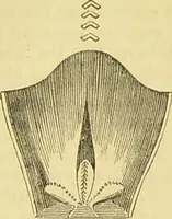 An illustration from The microscope: its history, construction, and application : being a familiar introduction to the use of the instrument and the study of microscopical sciences / by Jabez Hogg. (1869)