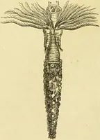 An illustration from The microscope: its history, construction, and application : being a familiar introduction to the use of the instrument and the study of microscopical sciences / by Jabez Hogg. (1869)