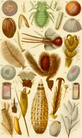 An illustration from The microscope: its history, construction, and application : being a familiar introduction to the use of the instrument and the study of microscopical sciences / by Jabez Hogg. (1869)