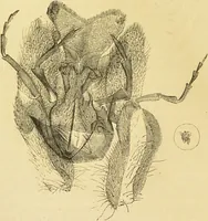 An illustration from The microscope: its history, construction, and application : being a familiar introduction to the use of the instrument and the study of microscopical sciences / by Jabez Hogg. (1869)