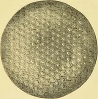 An illustration from The microscope: its history, construction, and application : being a familiar introduction to the use of the instrument and the study of microscopical sciences / by Jabez Hogg. (1869)