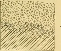 An illustration from The microscope: its history, construction, and application : being a familiar introduction to the use of the instrument and the study of microscopical sciences / by Jabez Hogg. (1869)