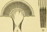 An illustration from The microscope: its history, construction, and application : being a familiar introduction to the use of the instrument and the study of microscopical sciences / by Jabez Hogg. (1869)